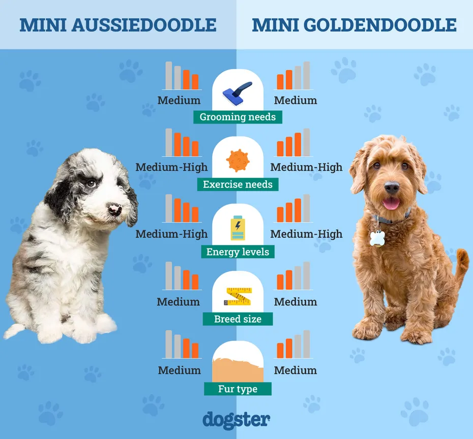 Dogster_Side by Side Comparison_ Mini Aussiedoodle vs Mini Goldendoodle