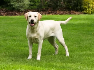 Why Do Dogs Have a Higher Body Temperature? Vet-Approved Facts