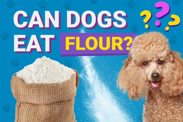 Can Dogs Eat Flour? Vet-Verified Health & Nutrition Info