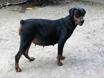 How Long Is a Doberman Pregnant For? Vet-Verified Facts & FAQ