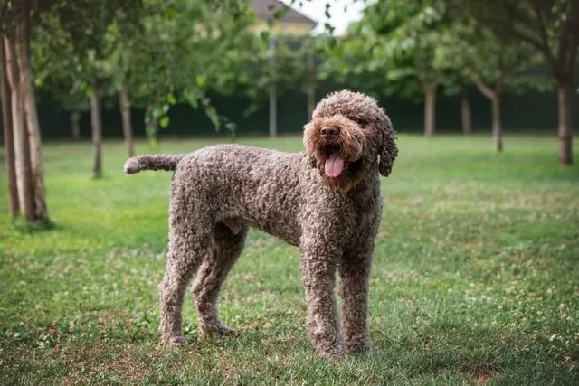 Lagotto Romagnolo Dog Breed: Info, Pictures, Facts & Traits