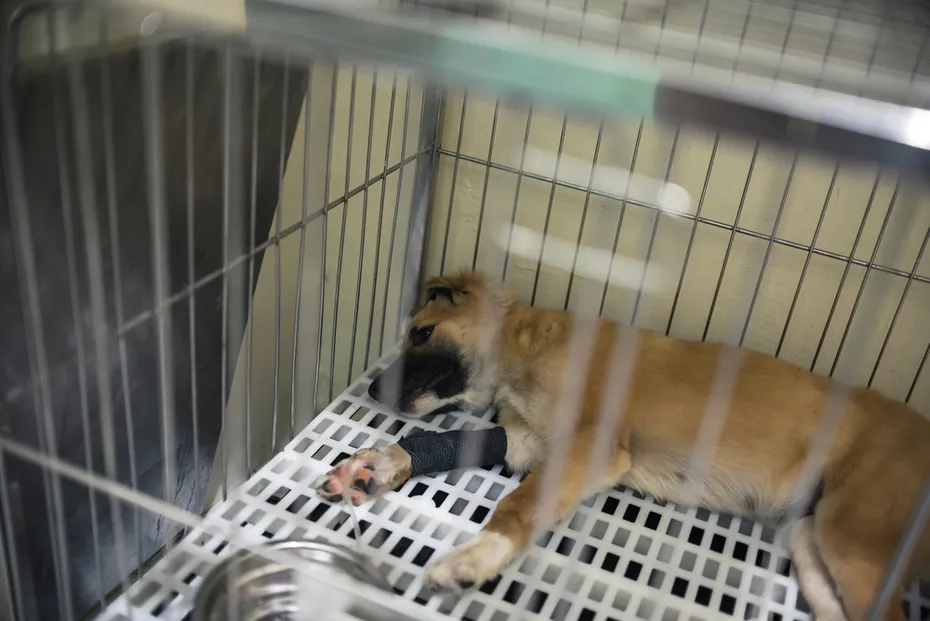 puppy lies on the cage with an IV line inserted into his front leg due to Canine parvovirus