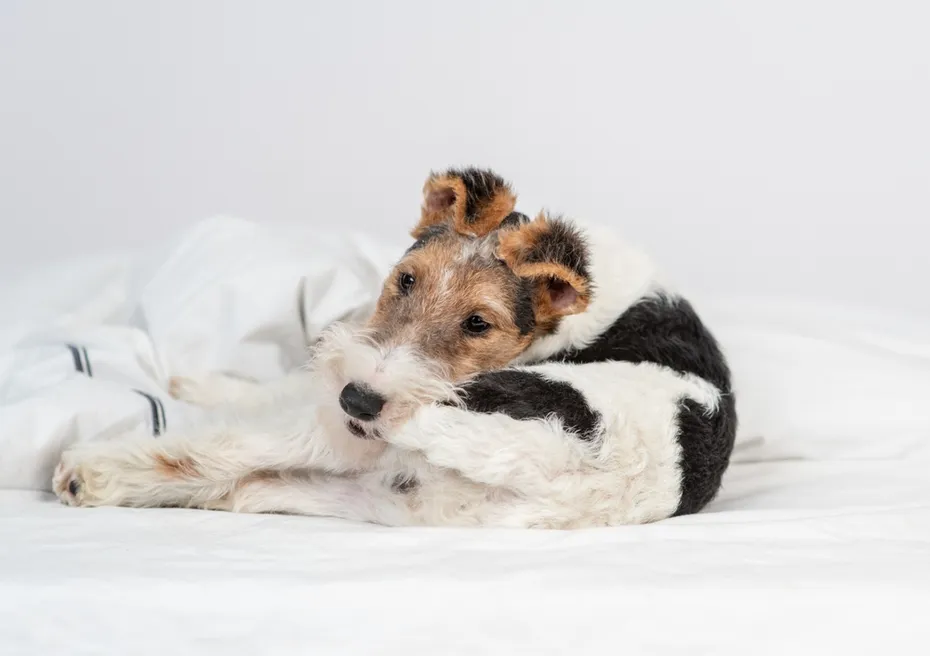 Fox terrier puppy dirtying its own tail lying on the bed