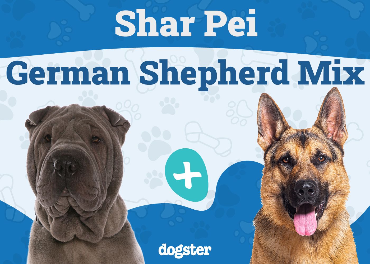 Shar Pei German Shepherd Mix