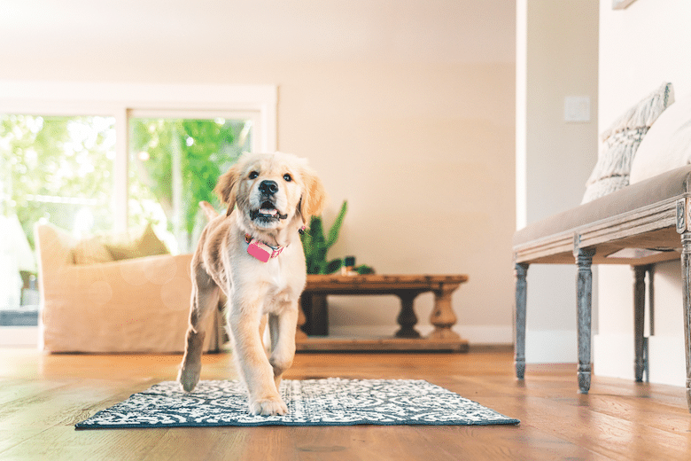 Canine Activity Trackers You'll Want to Try - Buying Guide and Reviews 2026