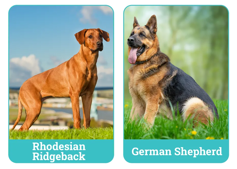 Rhodesian Ridgeback vs. German Shepherd