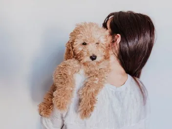 National Poodle Day 2026: When It Is & How You Can Celebrate