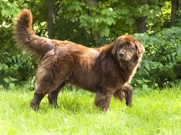 12 Dog Breeds Similar to Newfoundland Dogs (With Info & Pictures)