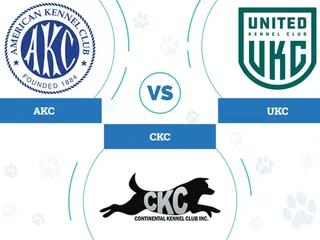 AKC vs CKC vs UKC Registries: The Main Differences