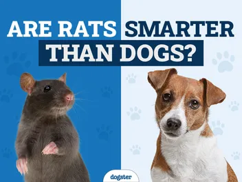 Are Rats Smarter Than Dogs? Vet-Verified Facts & FAQ