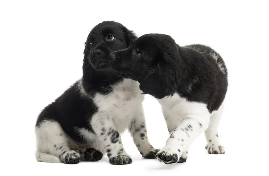 Two Stabyhoun puppies cuddling together