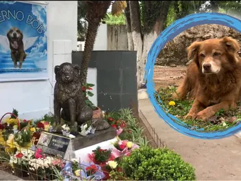 Till Death and Beyond: How One Dog's Loyalty Inspired a Law for Eternal Companionship