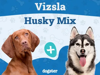 Vizsla Husky Mix: Info, Pictures, Care Guide & More
