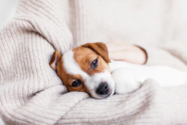 Can Puppies Get Diabetes? Our Vet Explains