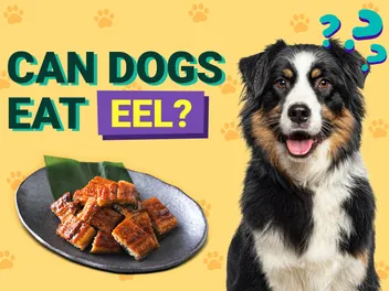 Can Dogs Eat Eel? Vet-Approved Feeding Facts