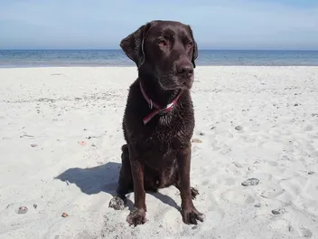 Top 8 Dog-Friendly Beaches in Naples, FL to Visit in 2026