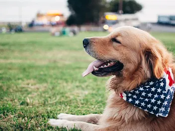 6 Awesome DIY Christmas Dog Bandanas (With Instructions & Pictures)