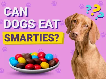 Can Dogs Eat Smarties? Vet-Approved Risks & FAQ