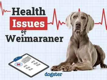 6 Common Health Problems in Weimaraner Dogs: Vet-Approved Health Facts