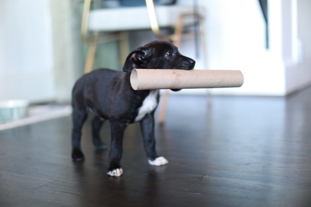 black dog with tissue cardboard in its mouth
