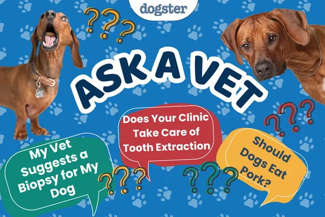 Ask Dr. Paola - Help! My Vet Suggests a Biopsy for My Dog! (June 15, 2026)