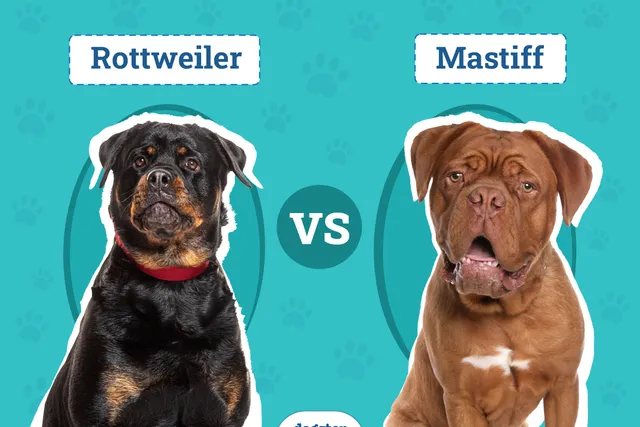 Rottweiler vs Mastiff: The Differences (With Pictures)
