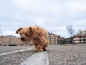 Can Dogs Find Their Way Back Home? Vet-Verified Facts, Prevention Tips & True Stories