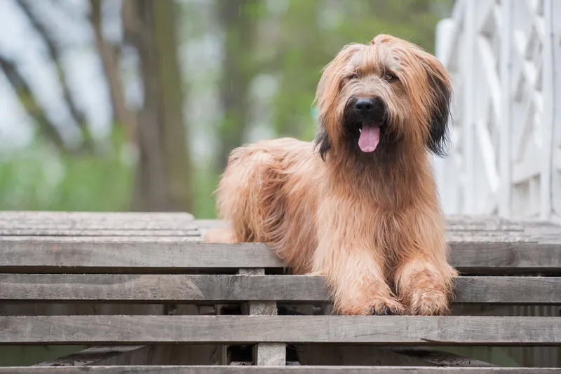 Briard dog lying on the stairs