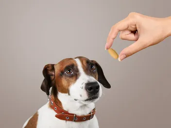 Benadryl for Dogs: Our Vet Explains Safety & Effectiveness