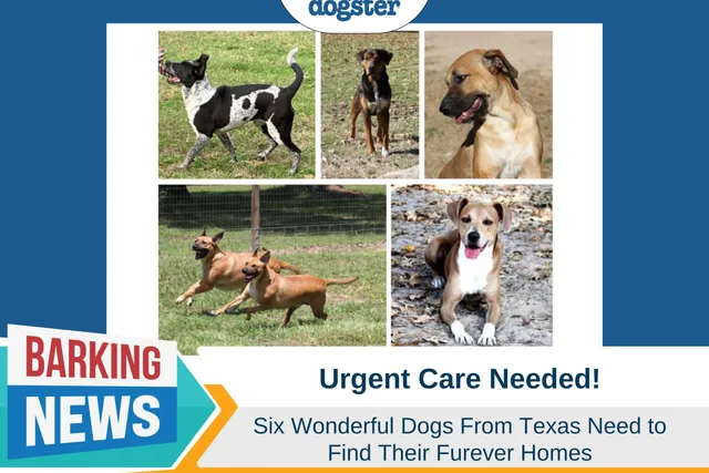 Urgent Appeal: Six Texas Dogs in Need of Furever Homes