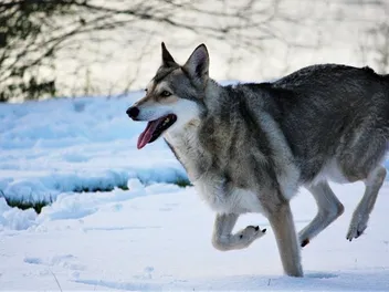 6 Wolf-Dog Hybrid Breeds (with Info & Pictures)