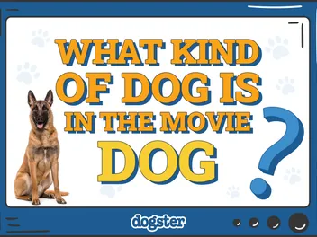 What Kind of Dog Is in the Movie Dog? Vet-Verified Facts