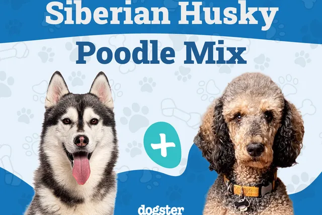 Huskydoodle (Husky & Poodle Mix): Info, Pictures, Care Guide & More