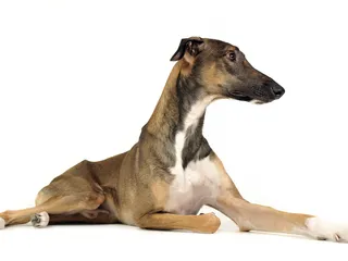 Chart Polski (Polish Greyhound): Info, Pictures, Facts & Traits
