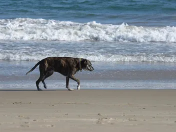 Top 6 Dog-Friendly Beaches in Santa Barbara, CA in 2026