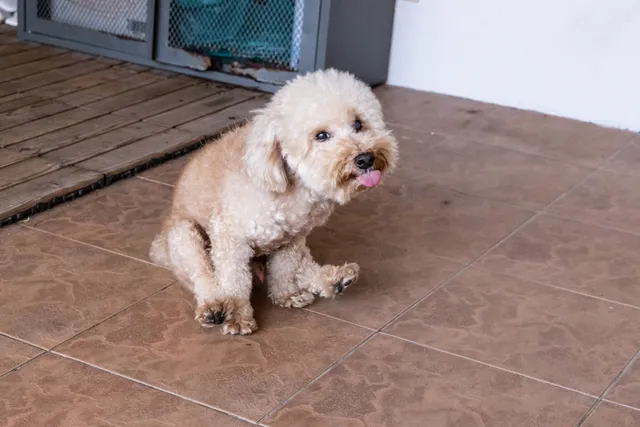Why Is My Dog Dragging Their Butt? Vet-Verified Scooting Explanation & Remedies