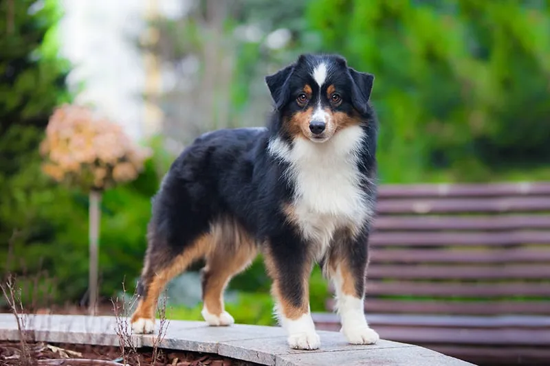 miniature american shepherd dog in the garden