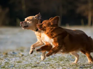 10 Wonderful Off-Leash Dog Parks Near Bloomington, MN (2026 Update)