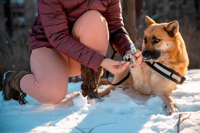 Can I Put Vaseline on My Dog’s Paw? Vet-Verified Uses & Tips