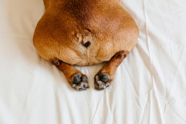 Why Do French Bulldogs Fart So Much? Vet-Verified Facts & Advice