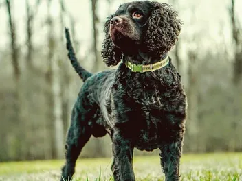 American Water Spaniel Dog Breed: Info, Pictures, Facts, & Traits