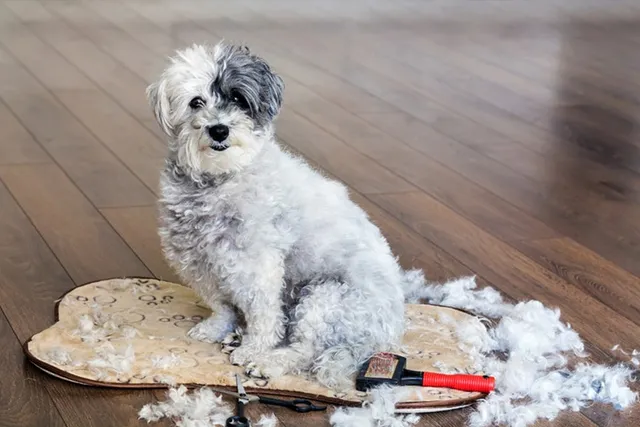How to Groom a Havanese: 6 Vet-Approved Tips