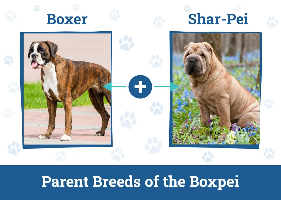 Parent Breeds of the Boxpei