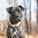 Pit Bulls, Unbanned: How One County Is Putting An End to Unreliable Breed-Specific Legislation
