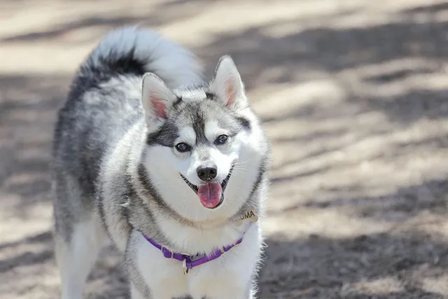 Alaskan Klee Kai Dog Breed: Info, Pictures, Facts, & Traits