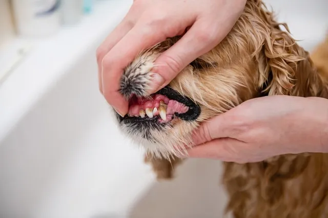 Why Are My Dog's Teeth Brown? Vet-Approved Facts & Care Tips