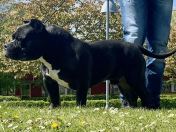 Gotti Pitbull: Info, Pictures, Care Guide & More