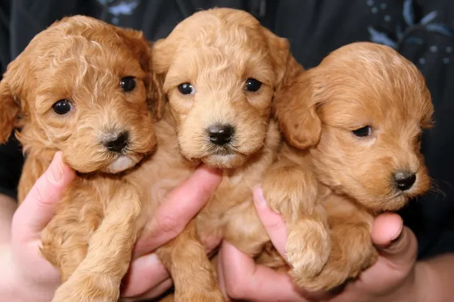 Labrador Retriever Puppies for Sale in Arkansas: Breeders List 2026