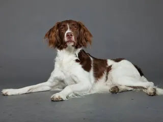 Drentse Patrijshond Dog Breed: Info, Pictures, Care & More