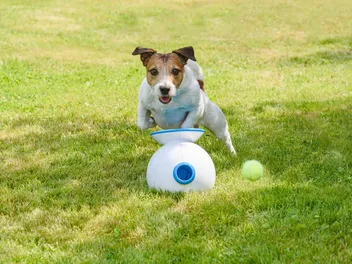Best Automatic Ball Launchers for Dogs in 2026 - Reviews & Top Picks